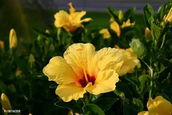 The Entacloo Hibiscus Plant Hibiscus Yellow Plant CF70031-thumb0