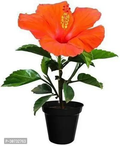 The Entacloo Hibiscus Plant Orange Hibis-thumb0