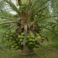 The Entacloo Coconut Plant Panama Coconut-thumb1