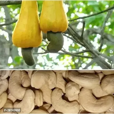 The Entacloo Cashew Apple Plant Cashew Apple Plant-thumb2