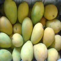 The Entacloo Mango Plant Rani Pasand Mango Plant-Grafted-thumb1