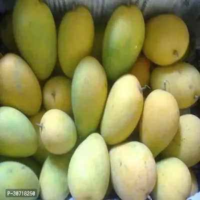 The Entacloo Mango Plant Rani Pasand Mango Plant-Grafted-thumb2