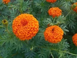 The Entacloo Marigold Plant Live Orange Marigold-thumb1