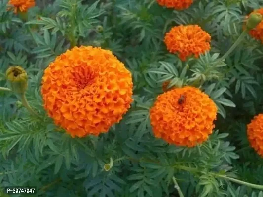 The Entacloo Marigold Plant Live Orange Marigold-thumb2