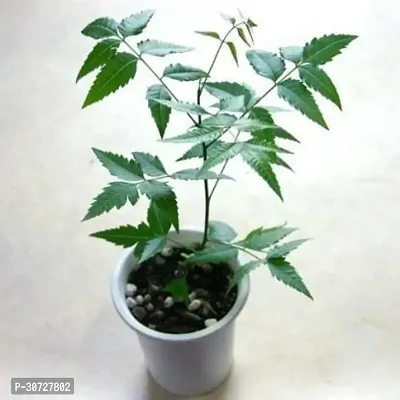 The Entacloo Neem Plant N08eem4-thumb0