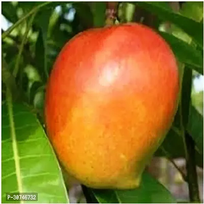 The Entacloo Mango Plant Pairi MangiAam Fruit Plant-thumb0