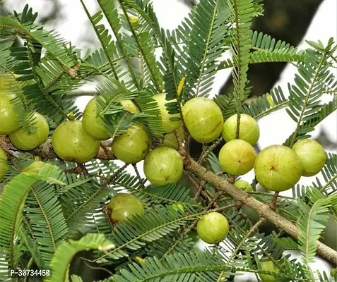 The Entacloo Amla Plant AMLA5-thumb0