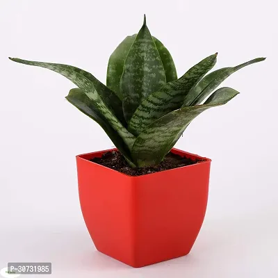 The Entacloo Snake Plant FS-CC111-thumb0