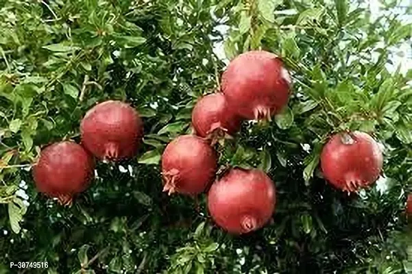 The Entacloo Pomegranate Plant Pomegranate Plant 325-thumb0