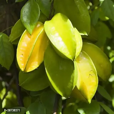 The Entacloo Star Fruit Carambola Grafted Plant Grafted Star Fruit B51-thumb0