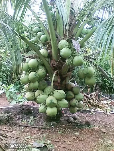 The Entacloo Coconut Plant Coconut plant-thumb0