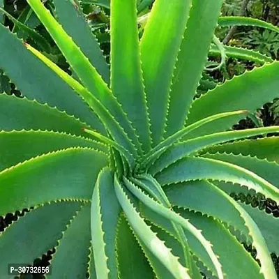 The Entacloo Aloe Vera Plant Aloe Vera Plant-thumb0