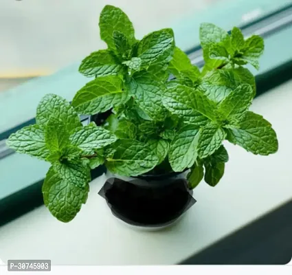 The Entacloo Mint Plant MINT PLANT TR33-thumb0