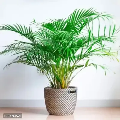 The Entacloo Areca Palm Areca Palm AR AV22-thumb0