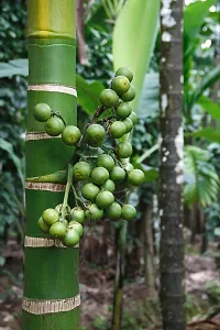 The Entacloo Betel NutSupari Plant Indian Betel Nuts-thumb1