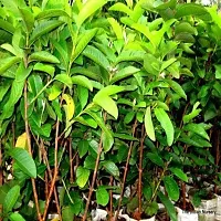 The Entacloo Guava Plant Chausa Guava Plant For Outdoor Garden-thumb1