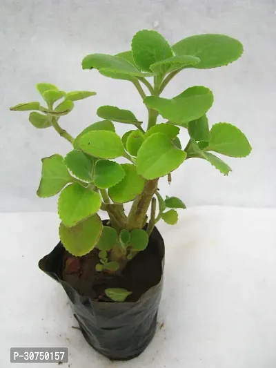 The Entacloo Ajwain Plant das GardenAjwain(Pack of 1)1Living Plant-thumb0