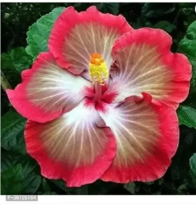 The Entacloo Hibiscus Plant Hibiscus Plant ( Pakishtani Hibiscus Plant )-thumb0