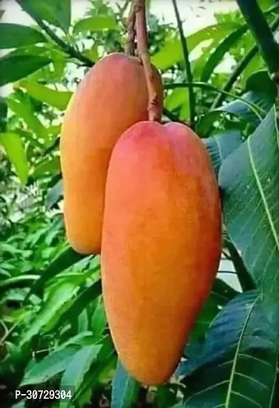 The Entacloo Mango Plant Chandra Mallika Grafted LiveMango Plant.-thumb0