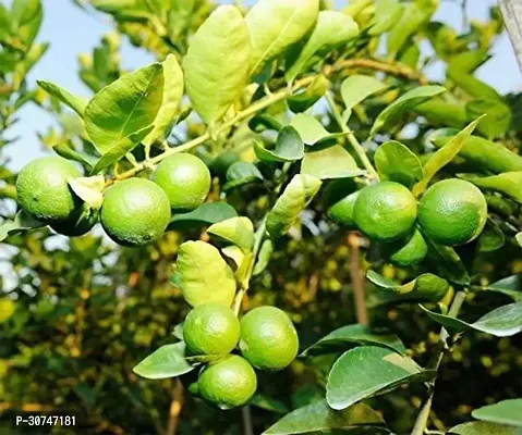 The Entacloo Lemon Plant KEY MEXICAN LIME Lemon Plant-thumb2