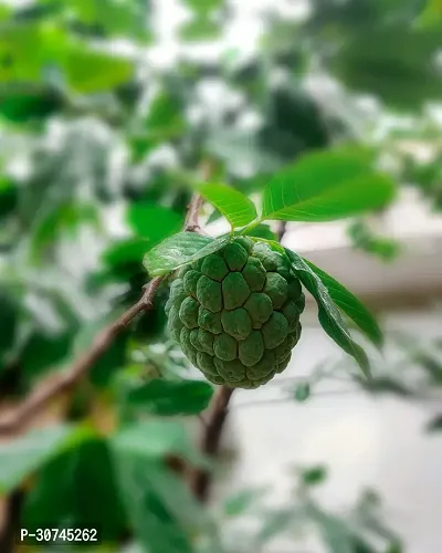 The Entacloo Custard Apple Plant Custard Apple Live Plant Disha30902711-thumb0