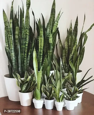 The Entacloo Snake Plant Saraswati Gardens Plant Air Purifier Plant Indoor Plant 1 Healthy Live Plant With Plastic Bag-thumb0