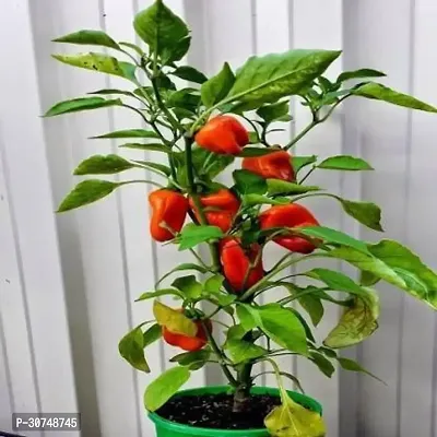 The Entacloo MirchChilli Plant Ornamental Chili-thumb0