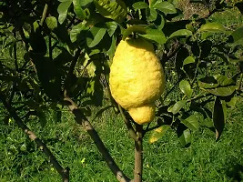 The Entacloo Lemon Plant Ganapathy Lemon Live Plant-thumb1