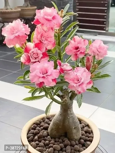 The Entacloo Adenium Plant Adenium Plant1-thumb3