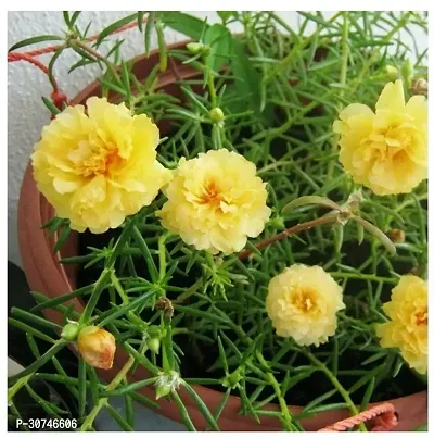 The Entacloo Portulaca Plant PLT248-thumb0