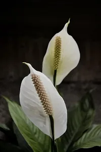 The Entacloo Peace Lily Plant PEACE LILY TV-thumb1