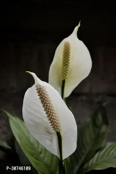 The Entacloo Peace Lily Plant PEACE LILY TV-thumb2