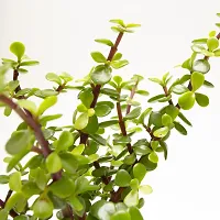 The Entacloo Jade Plant JADE365114-thumb1