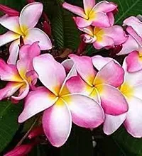 The Entacloo Plumeria Plant Natural AUSSIE PINK PLUMERIA rare variety with pot-thumb2