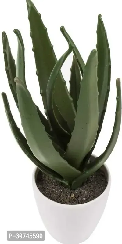 The Entacloo Aloe Vera Plant seva143-thumb0