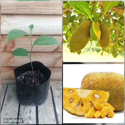 The Entacloo Jack Fruit Plant Jackfruit plant-1-thumb3