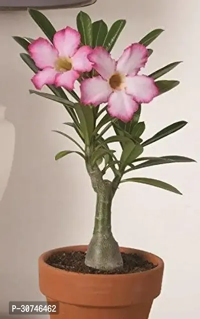 The Entacloo Adenium Plant Desert Rose Flower Plant-thumb0