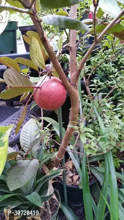 The Entacloo Guava Plant Malaysian Red Guava Plant-thumb2