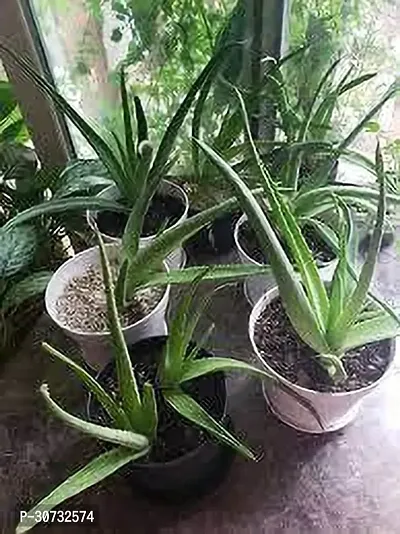 The Entacloo Aloe Vera Plant Aloe Vera Plant 064-thumb0