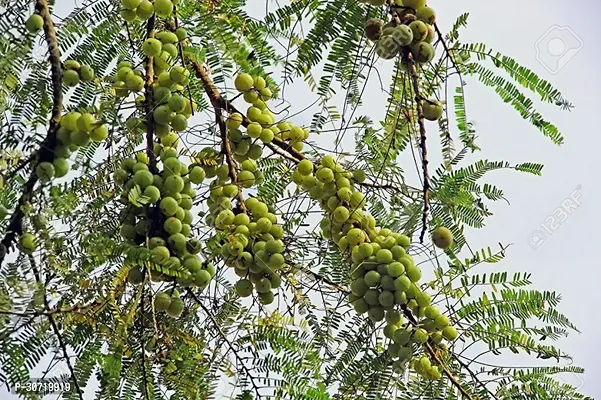 The Entacloo Amla Plant Amla (Big Anola Fruit,Amlaki Grown amalaka Indian Gooseberry Through) - Plant-thumb0