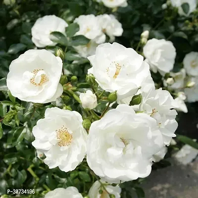 The Entacloo Rose Plant Beautiful gardening flora rose plant with pot color white.-thumb2