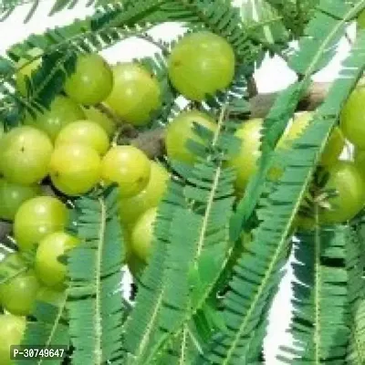 The Entacloo Amla Plant Amla Plant7-thumb0