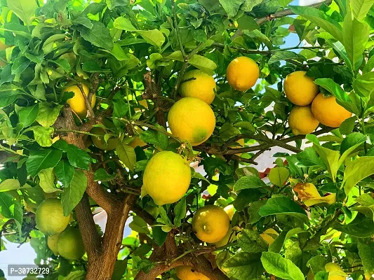 The Entacloo Lemon Plant MDOD236