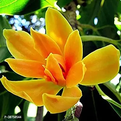 The Entacloo Golden Champa Plant Son Champa Magnolia champaca Flower Plant-thumb0