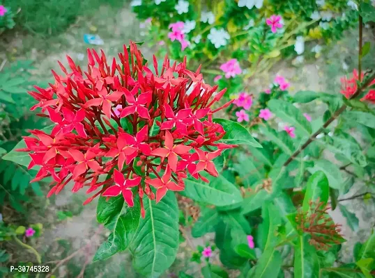 The Entacloo Trothic IxoraChethi Plant Trothic Ixora Chethi Red Plant Live Flower Disha2020106-thumb0