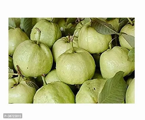 The Entacloo Guava Plant Honey_guavas-thumb0