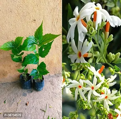 The Entacloo ParijatHarsingar Plant SHIULI PHUL PLANT PARIJATHARSINGAR PLANT FLOWER