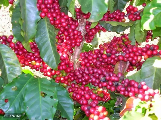 The Entacloo Coffee Plant Healthy Coffee Tree Plant-thumb0