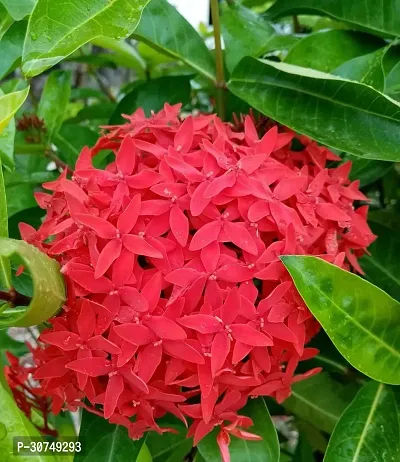 The Entacloo Trothic IxoraChethi Plant Trothic Ixora Chethi Red Plant Live Flower-thumb0