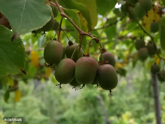 The Entacloo Kiwi Plant Kiwi fruit plant Ki34-thumb0